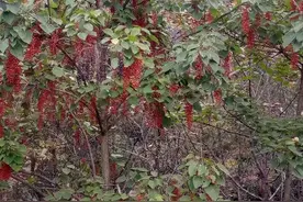 山桐子，真收获！真效益图片