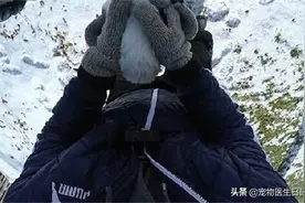 外国网友雪地里捡到“冰棍”，带回家救活之后，收获了一只黏人精图片