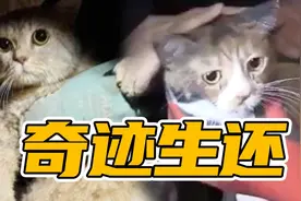 奇迹生还！土搜救人员从废墟中解救猫咪图片