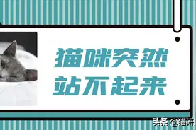 从瘫痪到死亡只有几小时，猫血栓到底有多凶险？图片