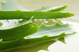 新鲜芦荟涂脸几天一次 芦荟胶的作用和功效图片
