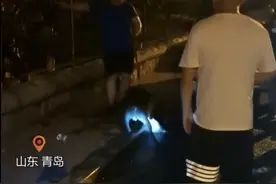 山东一不牵绳的小狗挑衅烈性犬，被活活咬死，城里可以养烈性犬吗图片