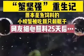 这个网红，真的很想活下去图片