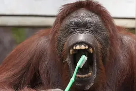 天天刷牙，牙齿一堆问题，为什么动物不刷牙，却拥有一口好牙？图片