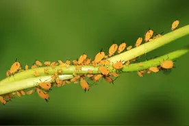 种蔬菜时，在苗穴里撒一把药粒，后期蓟马、蚜虫都很少，怎么做？图片