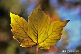 26张秋叶摄影作品，你要的秋叶摄影技巧全在这啦！用案例讲解图片