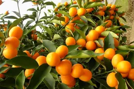 送花不能只看颜值，搞懂寓意不尴尬，这8种花你真的会送吗？图片