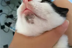 猫咪黑下巴用什么药？去黑下巴常用这几款药图片