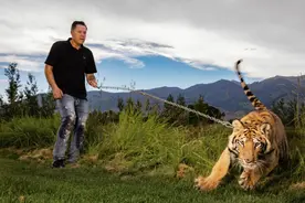 美国宠物老虎是全球老虎的2倍，购买一只老虎比领养小猫更容易图片