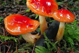 都说“红伞伞白杆杆，吃了躺板板”而无毒红菇和毒红菇你会分吗图片
