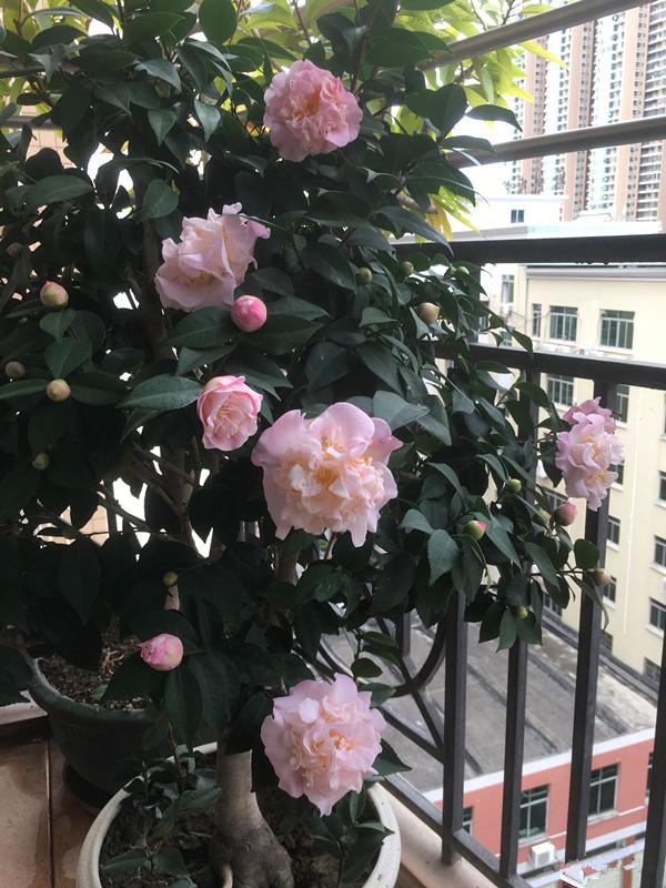 一种以“香”闻名的山茶花，香气冠绝群芳，养护也不难，适合新手