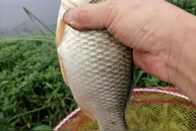 试用老鬼生鲜钓饵，收获满满图片