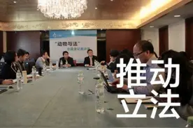 与其谈喂不喂流浪猫，呼吁尽快动物立法不是更有价值？图片