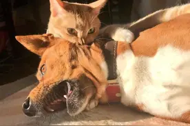 令人心疼又好笑：盘点狗子被猫咪欺负的40个瞬间图片