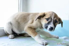 狗狗会特别害怕某个事物吗？图片