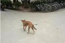 大黄狗中箭肚子被贯穿，好心人丢馒头取得狗狗信任后成功施救图片