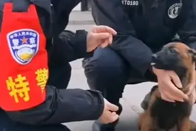 流浪犬跑进警队，凭实力成为警犬学员，网友：自己考上正式编制图片