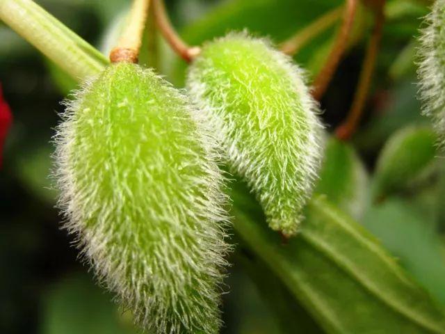 涂甲油胶花型 2025年涂甲油胶花型怎么涂