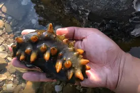 五一青岛免费赶海胜地，海参、蛤蜊、鲍鱼、海虹一挖一麻袋？图片