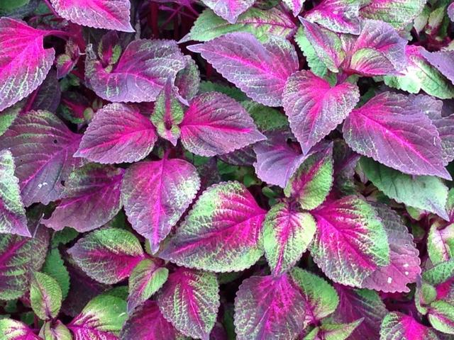 苏子叶的功效,苏子叶形态特征（在农村当野草）