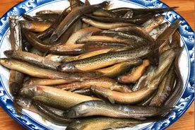 泥鳅无论怎么做，一定不要放盐和料酒，教你一招，土腥味全跑光视频封面