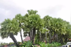 世界上最容易做酒的树——柬埔寨国树，只需要半天就能发酵成酒图片