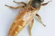 自来蜂王悄悄来也会突然去！论蜂王的认巢特点看介王的奇葩事图片