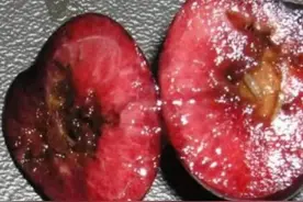 大樱桃果蝇（黑腹果蝇）的综合防治方案图片