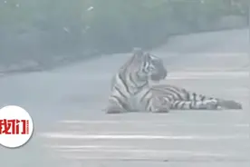 东北版拦路虎 的哥开车路遇野生东北虎图片