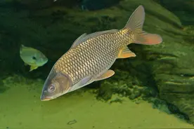 为什么鲤鱼在南方会遭人“嫌弃”？鲤鱼最大能长到多少斤？图片