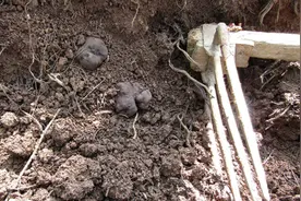 辽宁海城发现黑松露，大批人员上山挖得满山是坑，能人工栽培吗？图片