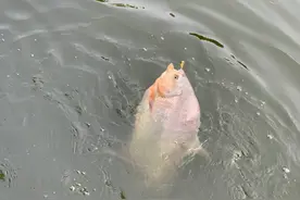 食人鲳、大嘴鲈，深圳公园外来物种泛滥，钓鱼人：什么鱼都有图片