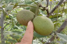 核桃皮还有这妙用，我也刚知道，比核桃还值钱图片