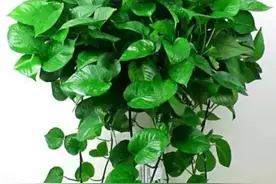 朋友看到我养绿萝，让我赶紧扔掉，理由是“一棵绿萝藏七个鬼”图片