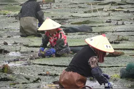 河南淮滨：曹圩村“鸡头米”喜获丰收（组图）图片