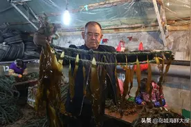 威海美食：海里的冬虫夏草-荣成海带的一生图片