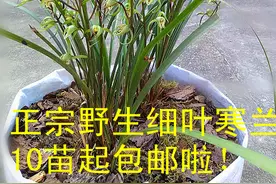 “下山兰”是什么兰？一村民曾因下山兰被判3缓3，为何还不住手图片
