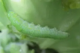 土方法治萝卜白菜上的青虫，不打农药吃健康菜，明年种菜就这样干图片