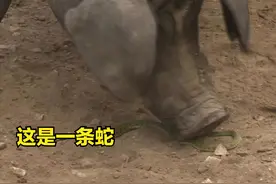 猪是蛇的克星？蛇是人类最害怕的动物之一，它真的会害怕猪吗？图片