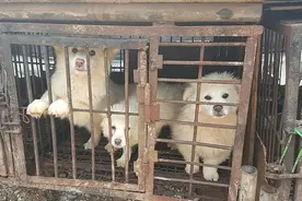 外媒曝光韩国“狗肉屠宰场”画面：金毛关在笼子里，等待被人吃掉图片