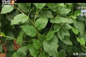 原来田七叶的功效也不少，你知道怎么吃才好吗？来看看大厨怎么做