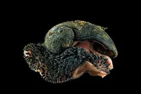 地球上唯一的铁甲生物，子弹都打不透，连脚都是镀铁的图片