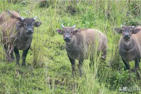 这三种可爱的迷你水牛，如果不是濒危动物，还真想养来当宠物图片