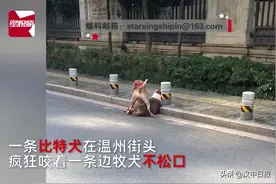 恶犬丨未拴绳比特犬街头撕咬边牧，主人心痛不已图片