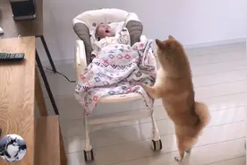 女主生了宝宝，柴犬当“哥哥”后态度变了，让人很暖心啊图片