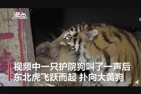 吉林延边摄影师拍到东北虎咬住护院狗！距离只有七八米图片