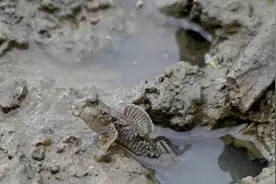 这鱼会爬树，靠吃淤泥为生，一天捉不到3斤，100元一斤供不应求图片