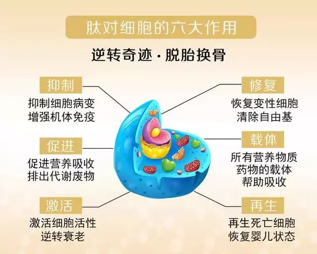 小分子活性肽对心脏的作用 2026年最新小分子活性肽对心脏的作用