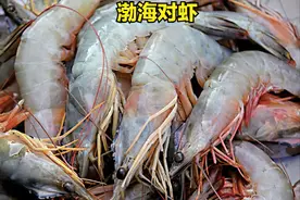 别找了，渤海湾的虾都在这图片