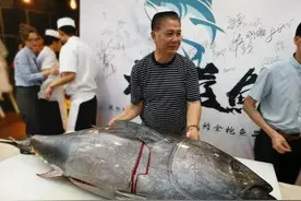 一条700斤的鱼10万元，卖家却哭晕在厕所，蓝鳍金枪鱼为啥这么贵图片